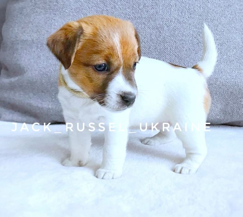Красуні джек рассел !!