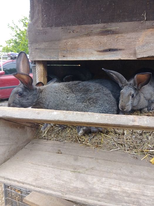 Мішана порода полтавське срібло/термон