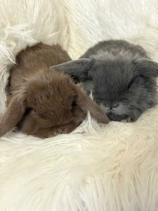 Króliki baranek miniaturka karzełek mini lop