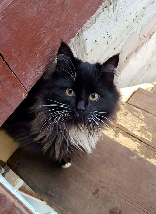 Черный пушистый котёнок мальчик ищет дом! Кастрируем!