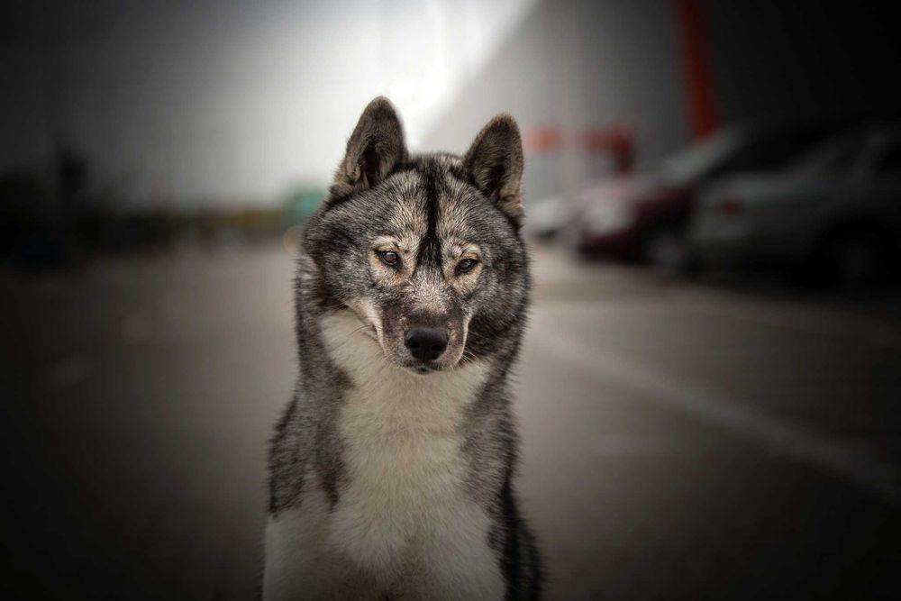 Siberian Husky szczenię agouti FCI doskonała socjalizacja