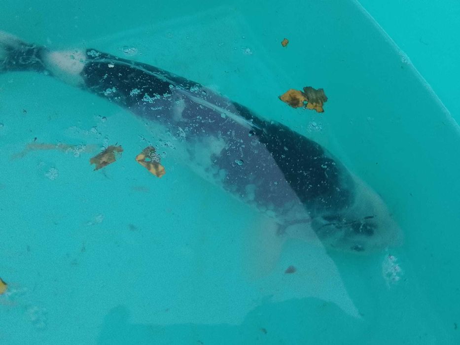Vendo carpas koi