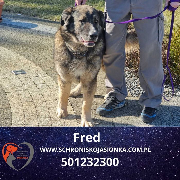 Fred do adopcji – Schronisko Jasionka