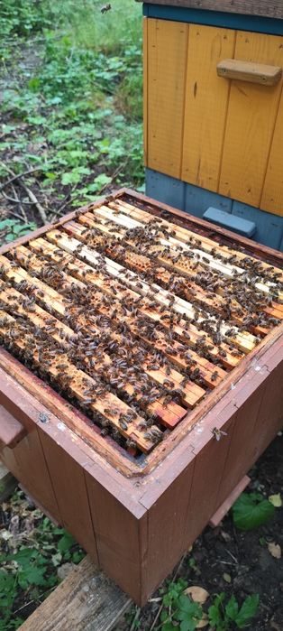 Rodziny pszczele na wiosnę 2026, nie odkłady, ramka wielkopolska