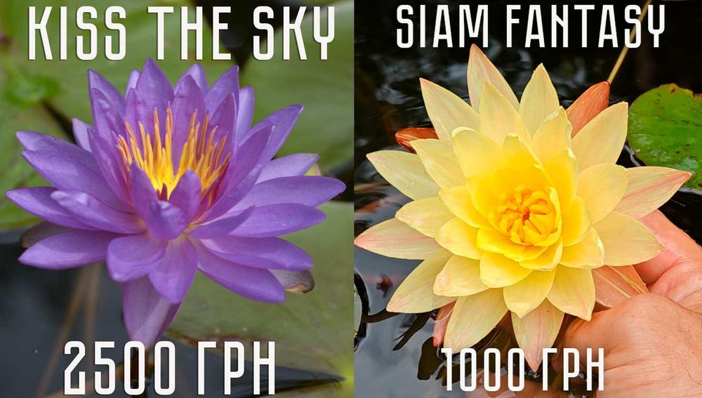 Німфеї, НІМФЕЯ Лілії