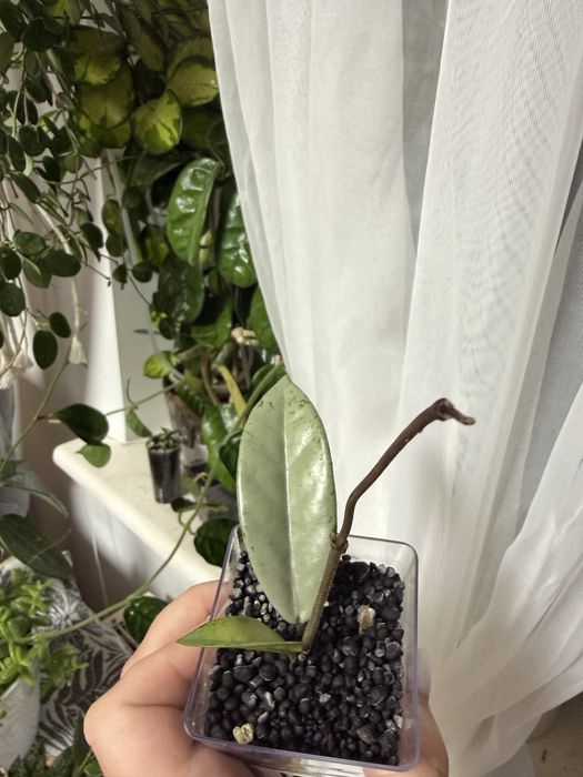Hoya carnosa wilbur graves silver