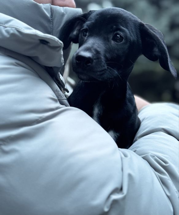 Щеночки в любящие руки