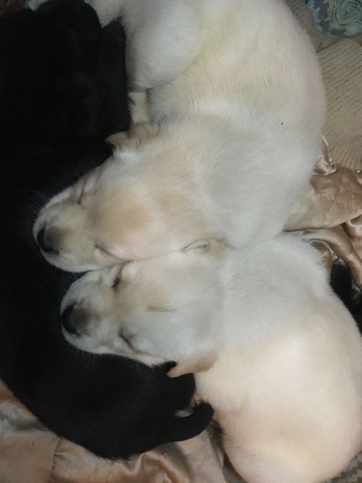 Собача лабрадора