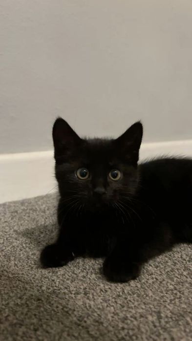 Чарівний малюк шукає новий дім