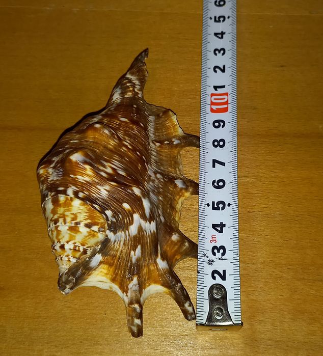 Ракушка морская,красивая