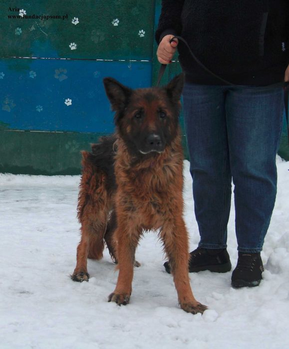 Aria, kochana sunia szuka domku
