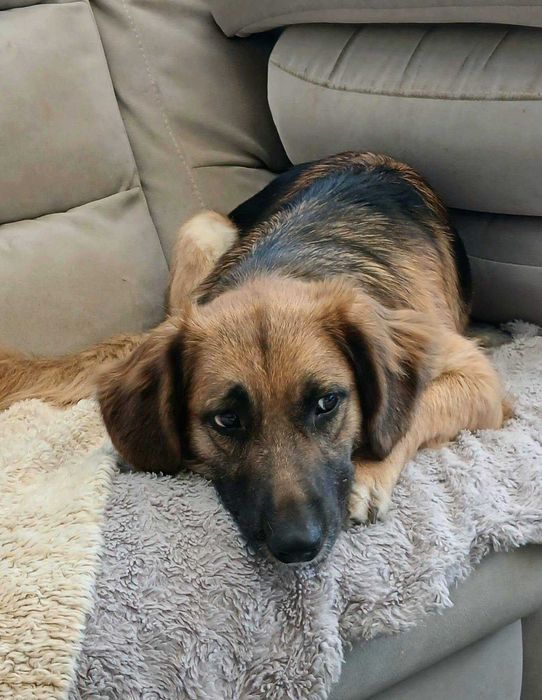 Sliczna młodziutka Molly do adopcji