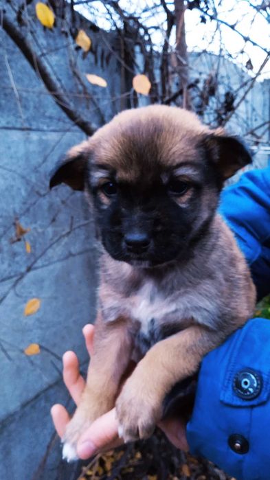 Метис хаски . Малыши.