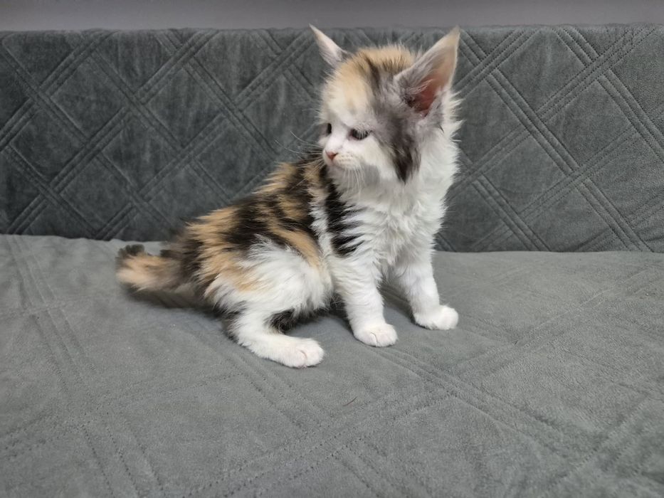 Kotka Maine Coon Personality Białystok