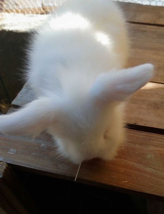 Coelhinhas Mini Lop