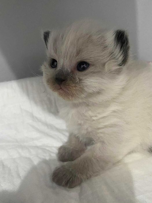 Śliczna kotka Neva Masquerade