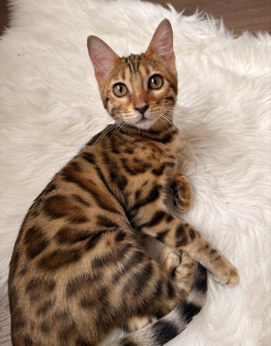 Бенгальська кішечка