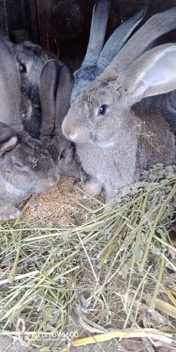 Бельгійці, Фландри,3м, Вінницька обл, Він-й, р-н