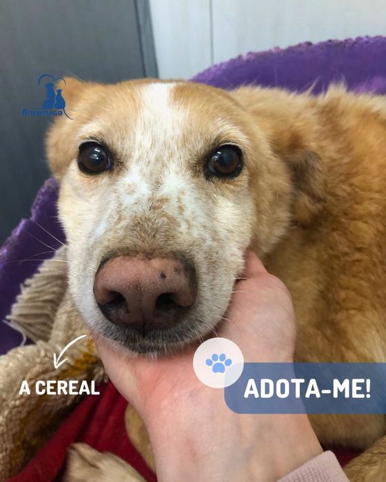 Cereal - cadela porte medio