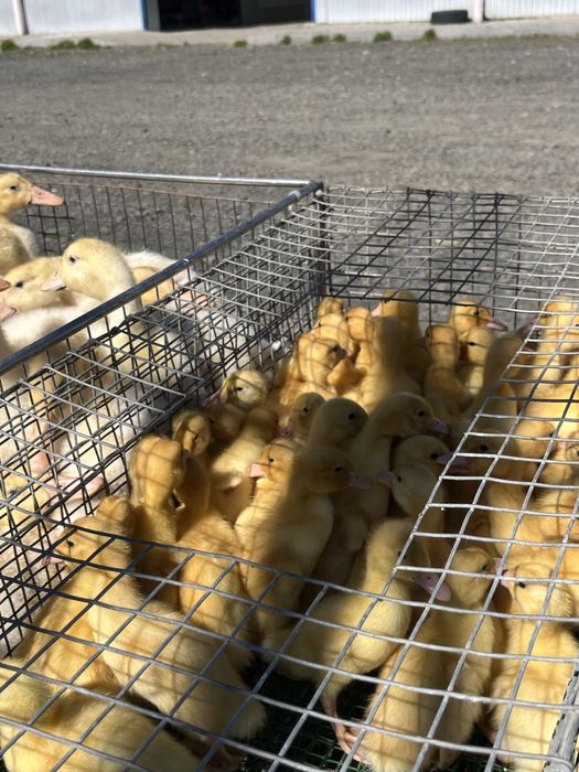 Кури курчата каченята качки домінант бройлери