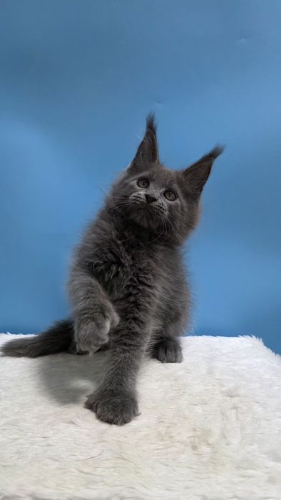 Голубая, полидактильная девочка Мейн кун