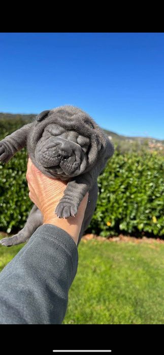 Sharpei creme Lindo!Top