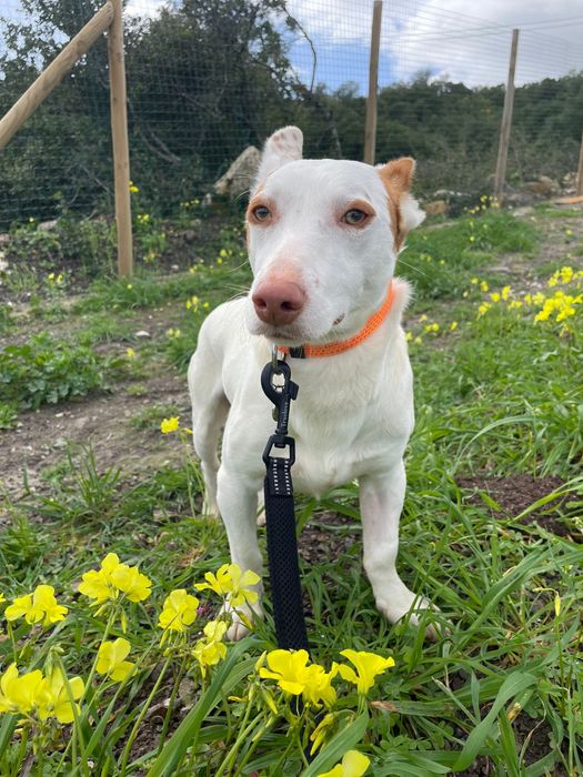 Benji- Para Adoção Responsável!