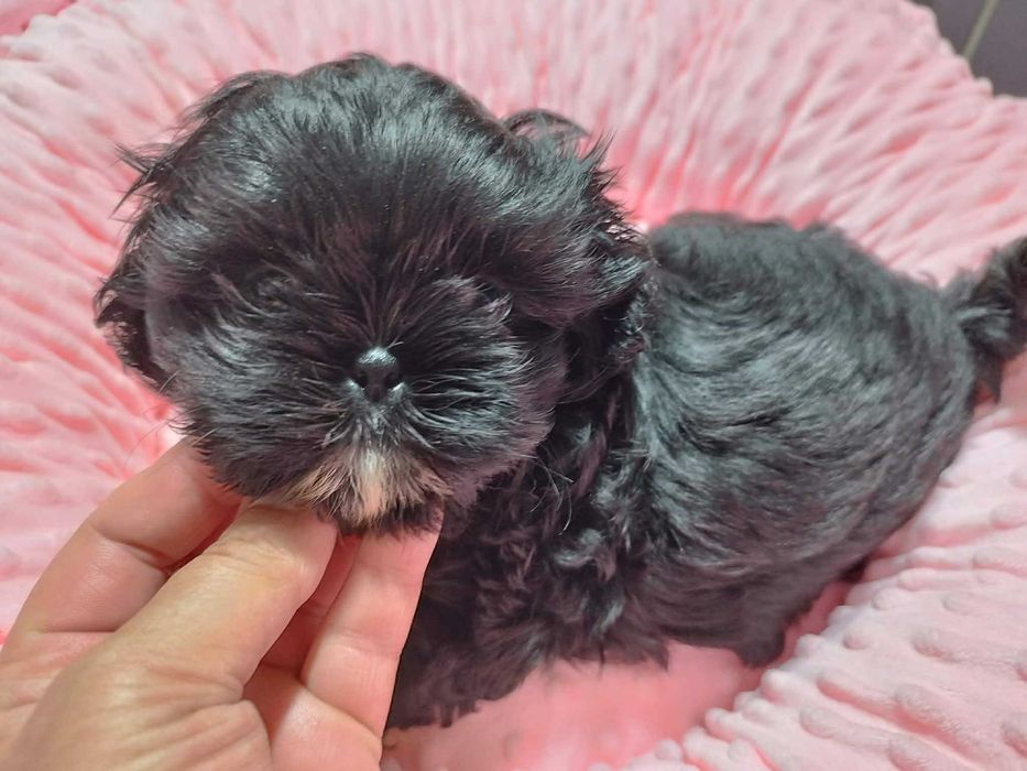 *** Shih Tzu Prześliczny Czarny Chłopczyk Wielkości Yorka ***
