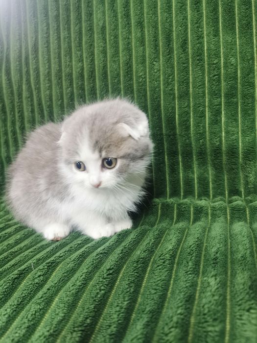 Шотландські кошенята 3500