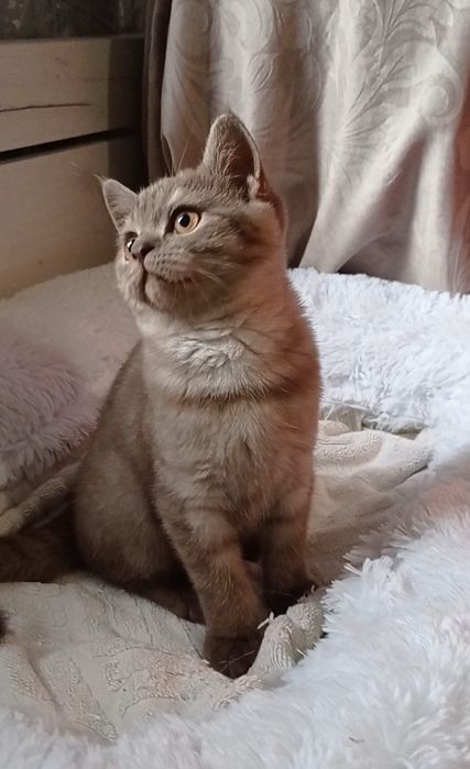 Британські  котики киці страйт