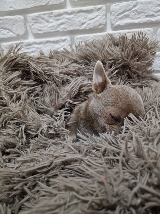 Вязка .Міні чіхуашка чекає на свою дівчинку