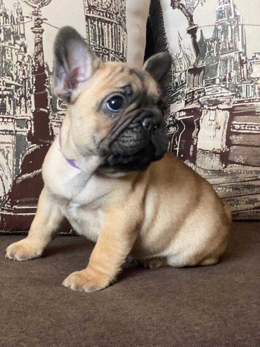 Французькі бульдоги з документами КСУ-FCI