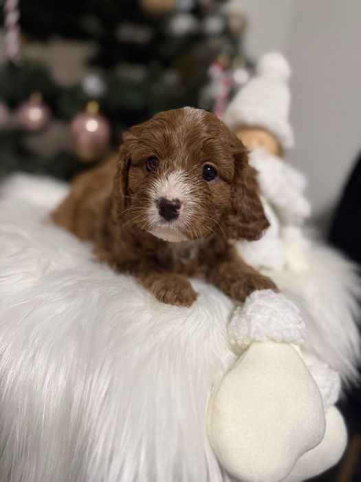 Cavapoo chłopak DO ODBIORU