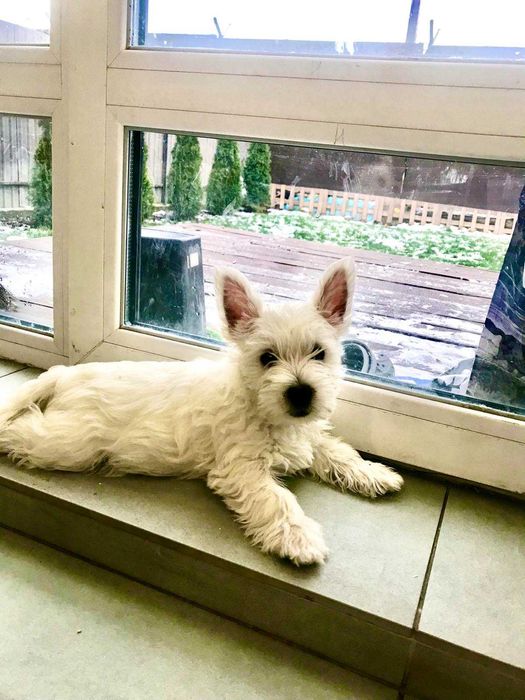 продам  щенков  вест терьера