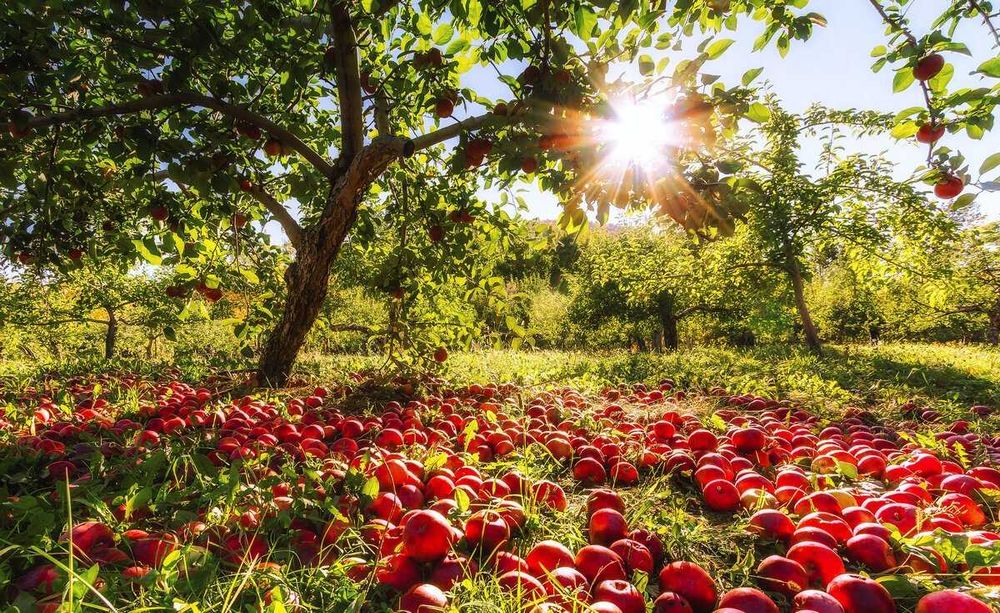 Натуральный нефильтрованный яблочный уксус, яблучний оцет на мёде