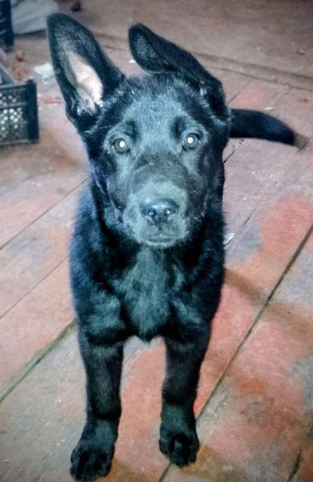 Щенок девочка ,привезем