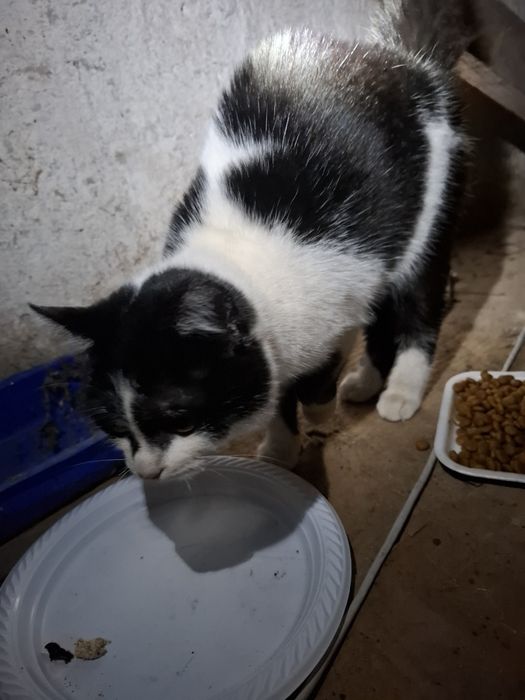 Віддам кішечку  безкоштовно