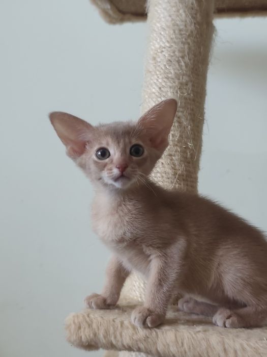 Абиссинский мальчик Фавн, 3 месяца