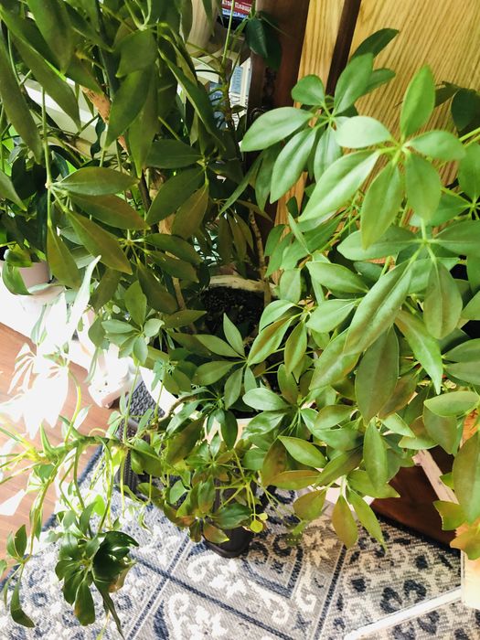 Шефлера 1,5 метра, домашняя