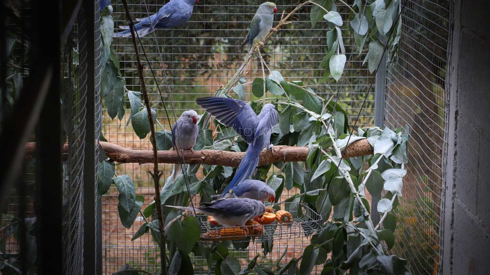 Ringnecks Violetas, Opalinos, CC's (Cleartail),  2025-2026 Ring Neck