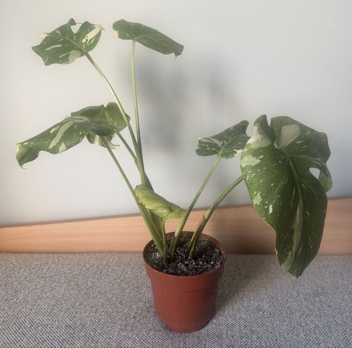Monstera Variegata Thai Constellation kolekcjonerska