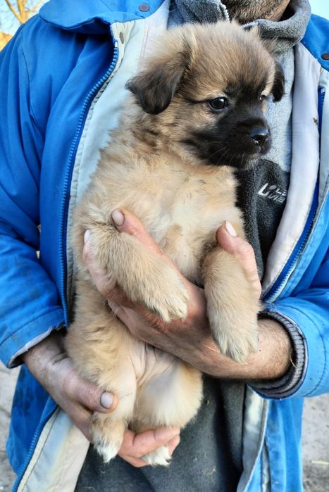 Віддам у добрі руки цуценя маленької породи (хлопчик). 
тел. 098970281