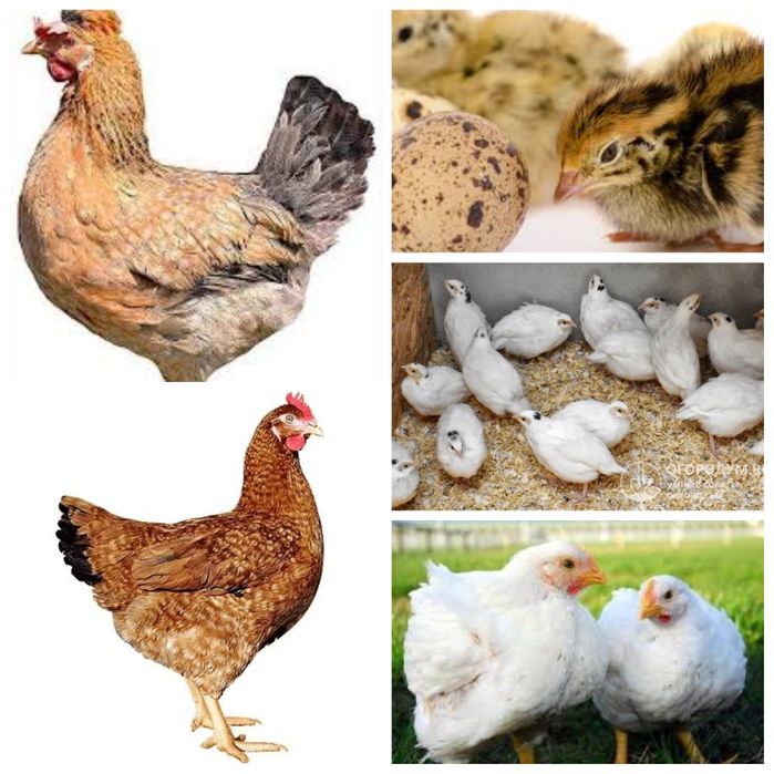 Інкубаційні яйця. Гурт та роздріб.