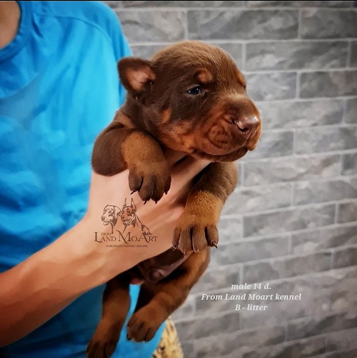 Щеня добермана . ТОП - приплід. Розплідник .