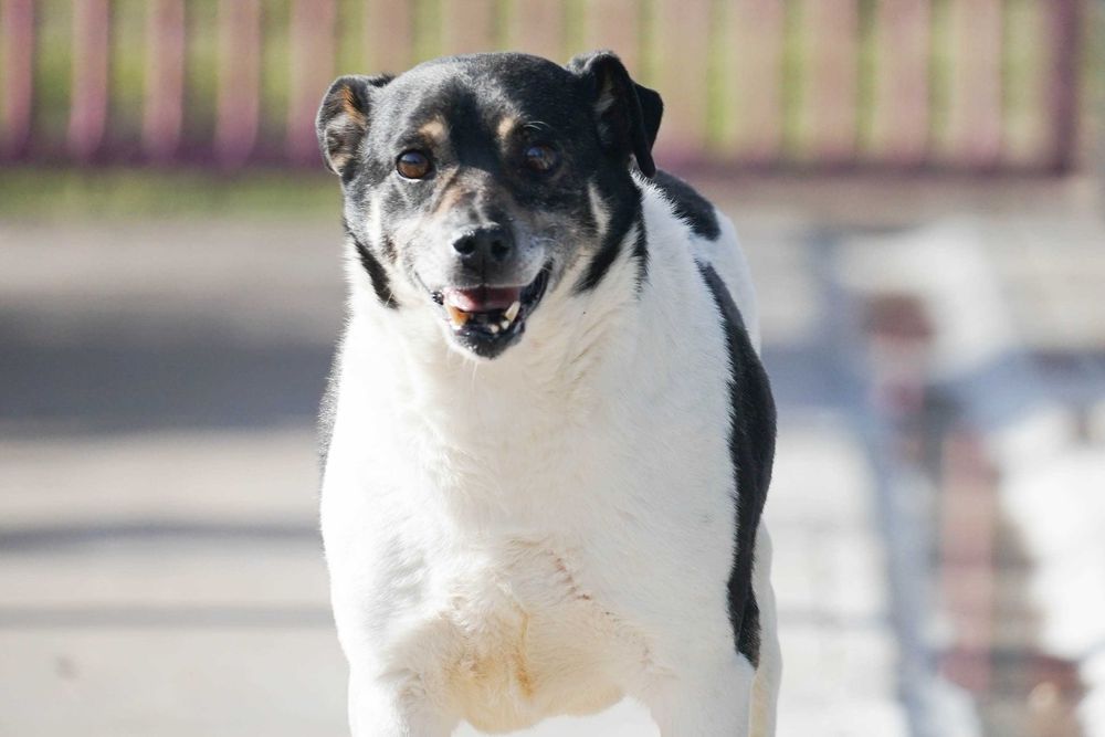 BRENO - starszy piesek szuka domu