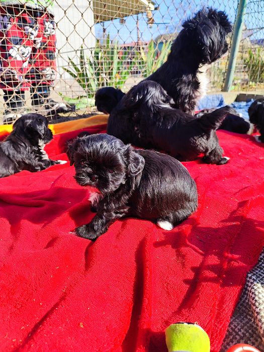 Shih tzu  gotowa