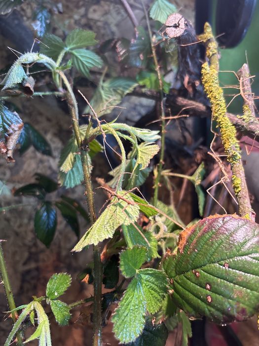 Młode patyczaki oddam