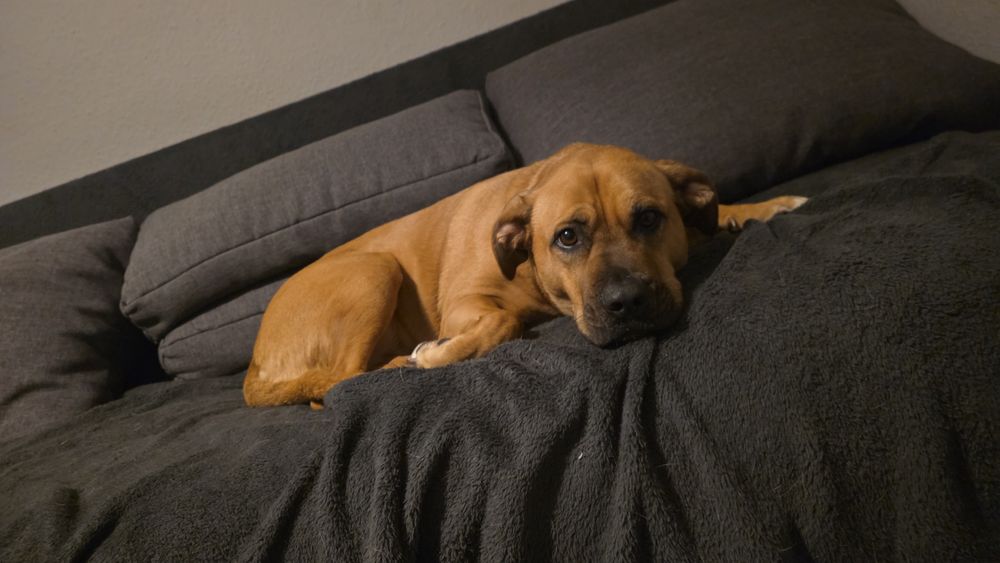 Oddam w dobre ręce 3 letnia sunie