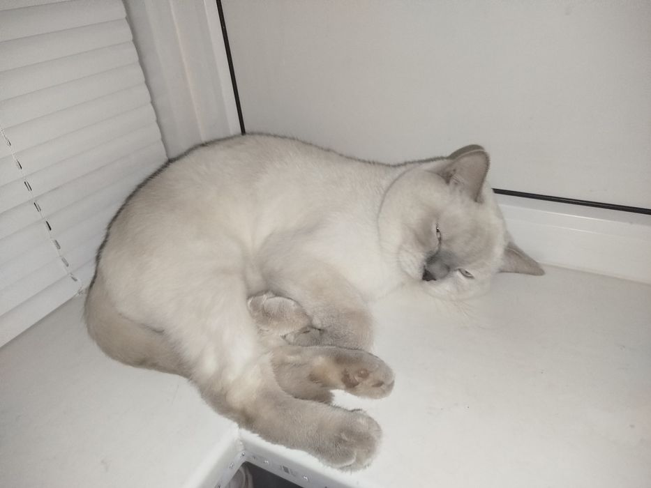 Британець на в'язку