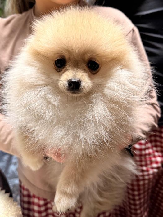 Szpic miniaturowy pomeranian